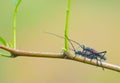 Mating longicorn Royalty Free Stock Photo