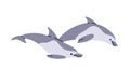 Pair of Atlantic bottlenose dolphins. Cute underwater animals with fins move, swimming and jump from water. Sea wildlife