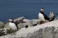 A Pair of Atlantic Puffins Protecting Their Nest in Maine Royalty Free Stock Photo