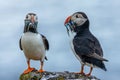 Pair of Atlantic puffins standing on a rock while holding fish in their beaks Royalty Free Stock Photo