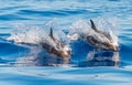 A Pair of Atlantic spotted dolphins