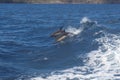 Atlantic white-sided dolphins at play, Azores Royalty Free Stock Photo