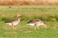 Pair of attentive gray geese, Anser Anser, foraging in their natural living environment