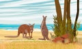 A pair of Australian big red kangaroos stand by the ocean in Australia.