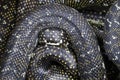 Diamond Pythons Royalty Free Stock Photo