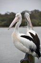 Pair of Australian Pelicans Royalty Free Stock Photo