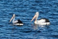 Pair of Australian Pelicans Royalty Free Stock Photo