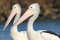 Pair of Australian pelicans (Pelecanus conspicillatus) set against a creek