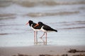 A pair of Australian Pied Oystercatchers Haematopus longirostris, on a beach near Darwin, Northern Territory