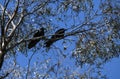A pair of Australian Ravens (Corvus coronoides) perched on a tree Royalty Free Stock Photo