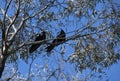 A pair of Australian Ravens (Corvus coronoides) perched on a tree