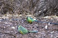 Pair of Australian Ringneck parrots, Wilpena Pound Resort, SA, Australia