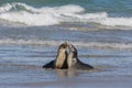 Pair Australian sea lion, Neophoca cinerea, relaxing on the beach at Seal Bay, Kangaroo Island, South Australia