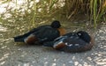 A pair of Australian Shelducks (Tadorna tadornoides) in Sydney Royalty Free Stock Photo