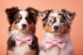 Pair of Australian Shepherd dogs with bowties on pastel background