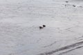 A pair of Australian shoveler ducks foraging