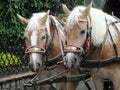 A pair of carriage horses