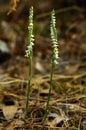 Pair of Autumn Lady`s Tresses orchids - Spiranthes spiralis Royalty Free Stock Photo