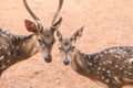 a pair of axis deer chatting in the field Royalty Free Stock Photo