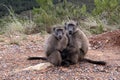 Pair of baboons