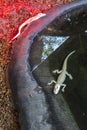 Pair of baby Albino Alligators Indoors With Heat Lamp