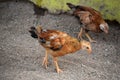 Pair of Baby Chicks Searching for Food