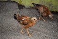 Pair of Baby Chicks Walking Along