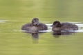 Pair of Baby Common Loons Royalty Free Stock Photo