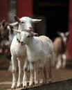 Pair of baby goats in barnyard