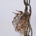 Pair of Baby Hummingbirds in Nest Close Up