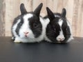 Pair of baby netherland dwarf rabbits Royalty Free Stock Photo