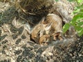 Pair Of Baby Rabbits In Nest