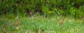 Pair of baby Sandhill Cranes Grus canadensis in May walking through wetlands in Wausau, Wisconsin