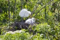 Pair Of Baby White Egrets On Nest Royalty Free Stock Photo