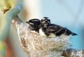 Pair baby Willie Wagtail birds in nest in tree Royalty Free Stock Photo