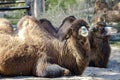 A pair of Bactrian camels Camelus bactrianus of sunny day Royalty Free Stock Photo