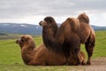 Pair of Bactrian camels, one lying down Royalty Free Stock Photo