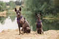 Couple of bald xolo dogs sitting on beach