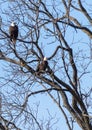 couple of adult bald eagles perched Royalty Free Stock Photo