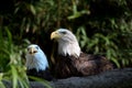 Pair of bald eagles Royalty Free Stock Photo