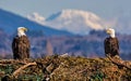 Bald Eagle Pair Eyeing Each Other Royalty Free Stock Photo