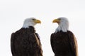 A Pair of Bald Eagles Facing Each Other Royalty Free Stock Photo