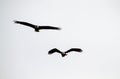 A pair of bald eagles flying together Royalty Free Stock Photo