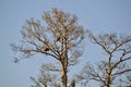 Pair of Bald eagles (Haliaeetus leucocephalus) feeding on fish in tall tree Royalty Free Stock Photo