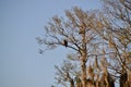 Pair of Bald eagles (Haliaeetus leucocephalus) perched on tree branches feeding on fish Royalty Free Stock Photo