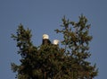 A pair of Bald Eagles on a nest at the top of an evergreen tree Royalty Free Stock Photo