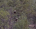 Pair of Bald Eagles Sitting In Pine Forest Trees