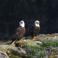 Pair of Bald Eagles Royalty Free Stock Photo