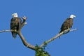 Pair of Bald Eagles Royalty Free Stock Photo