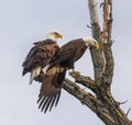 Pair of bald eagles in a tree with one looking intently toward the ground Royalty Free Stock Photo